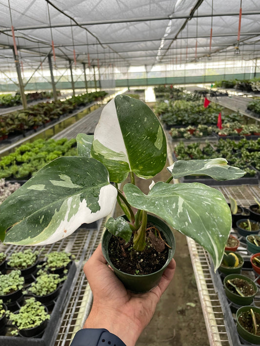 Philodendron 'White Princess' potted plant