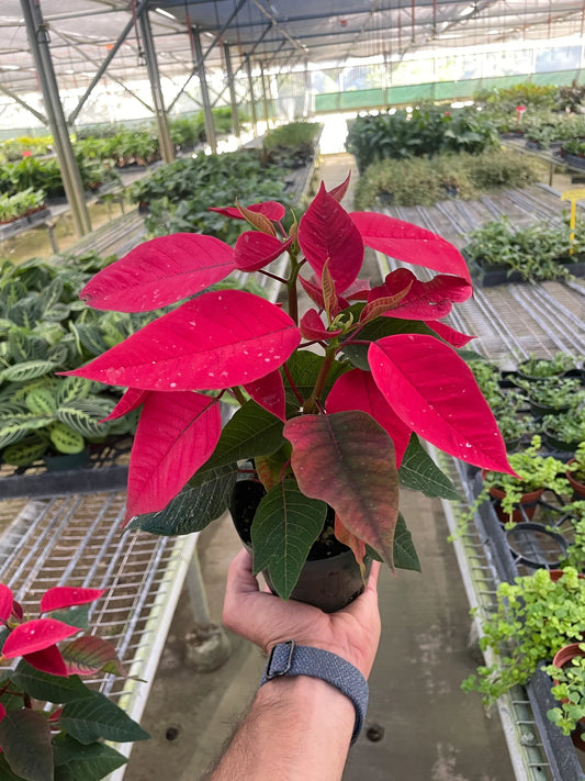 Poinsettia 'Red' potted plant