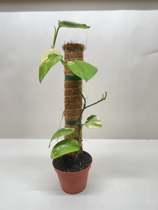 Pothos Jade Satin Albo potted plant