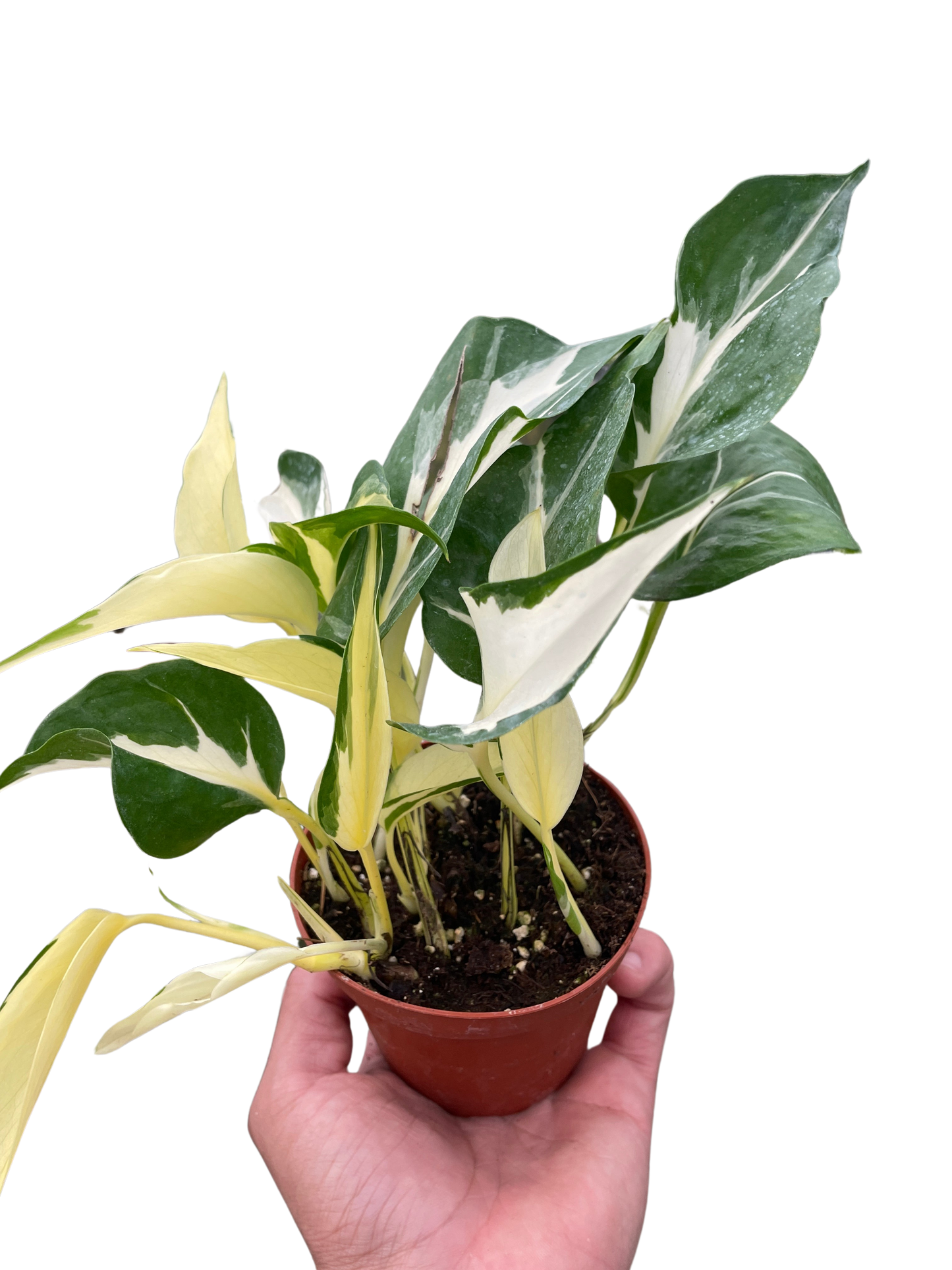 Pothos 'Mutant Manjula' potted plant