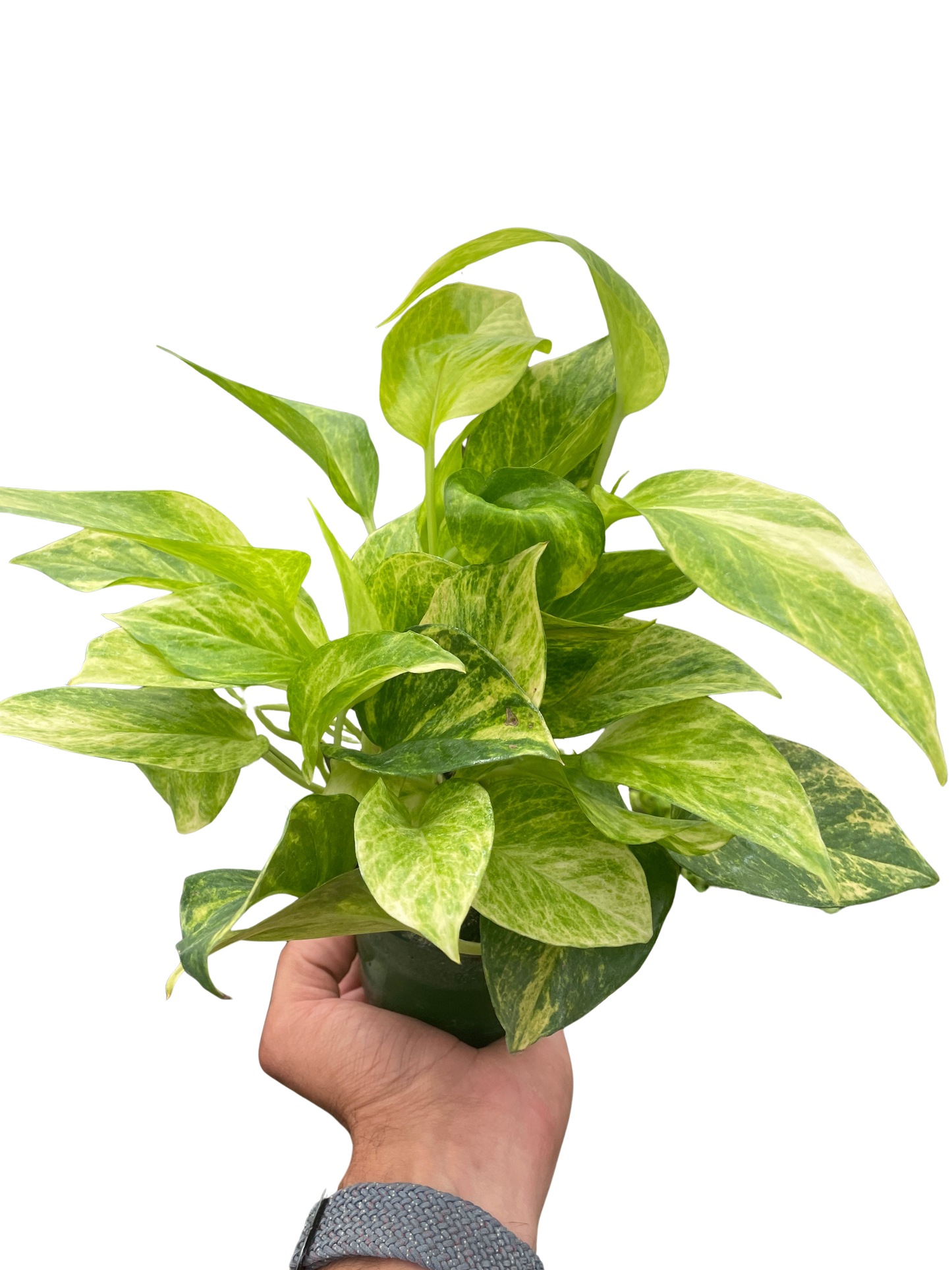 Pothos 'Neon Queen' potted plant