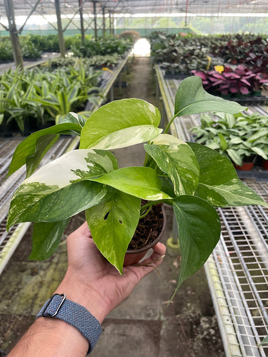 Pothos 'Albo Variegata' potted plant