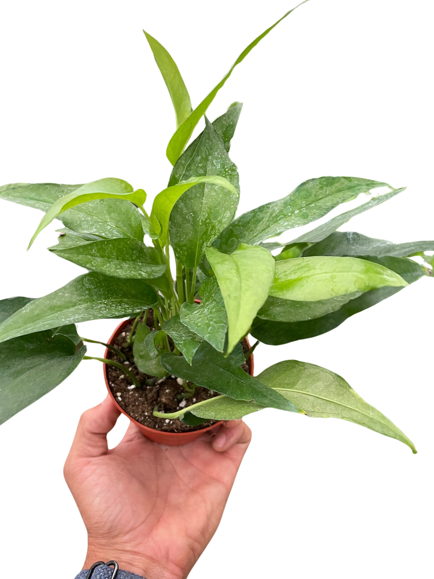Pothos Skeleton Key potted plant