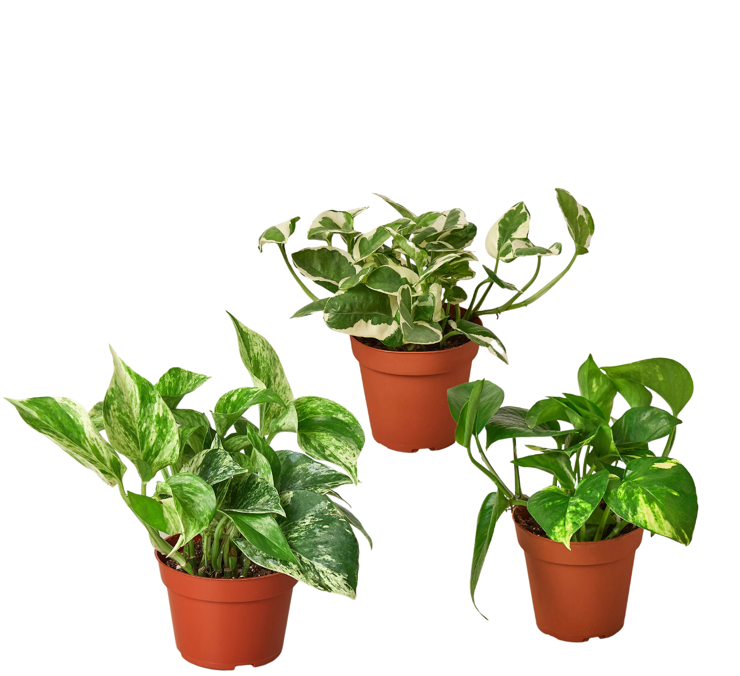 3 Pothos Variety Pack / 4" Pot / Live Plant / Home and Garden Plants 4" potted plant