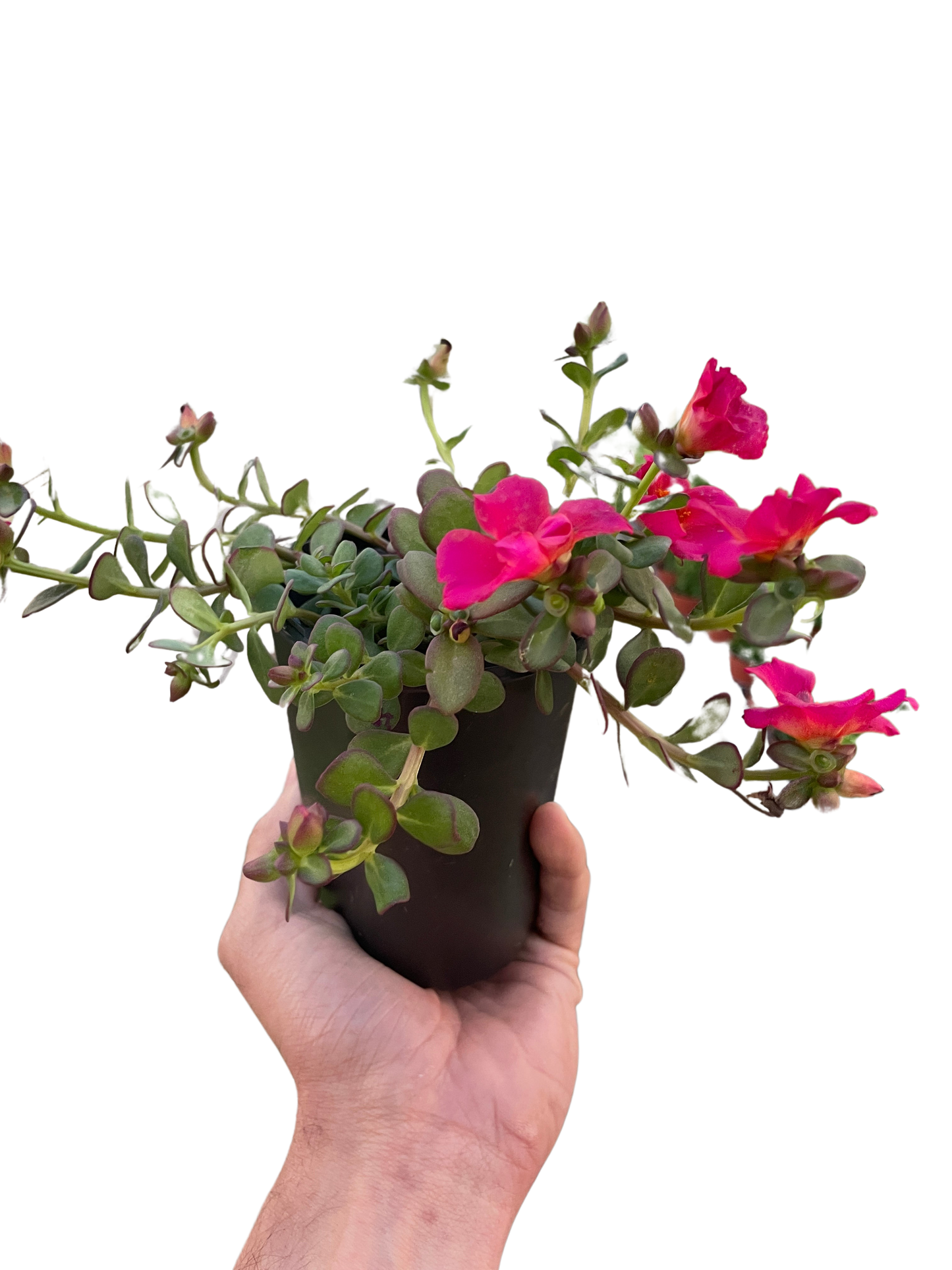 Purslane potted plant