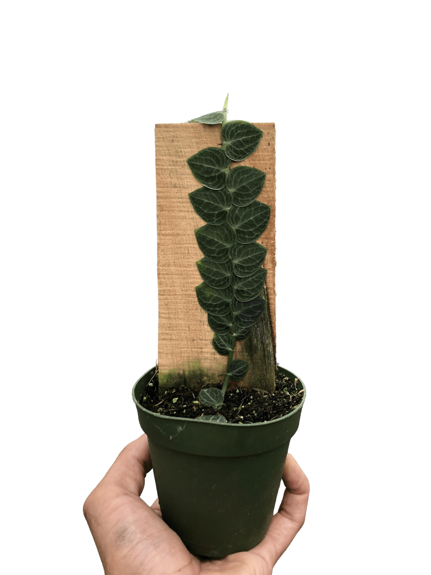 Rhaphidophora 'Cryptantha' (Shingle Plant) potted plant