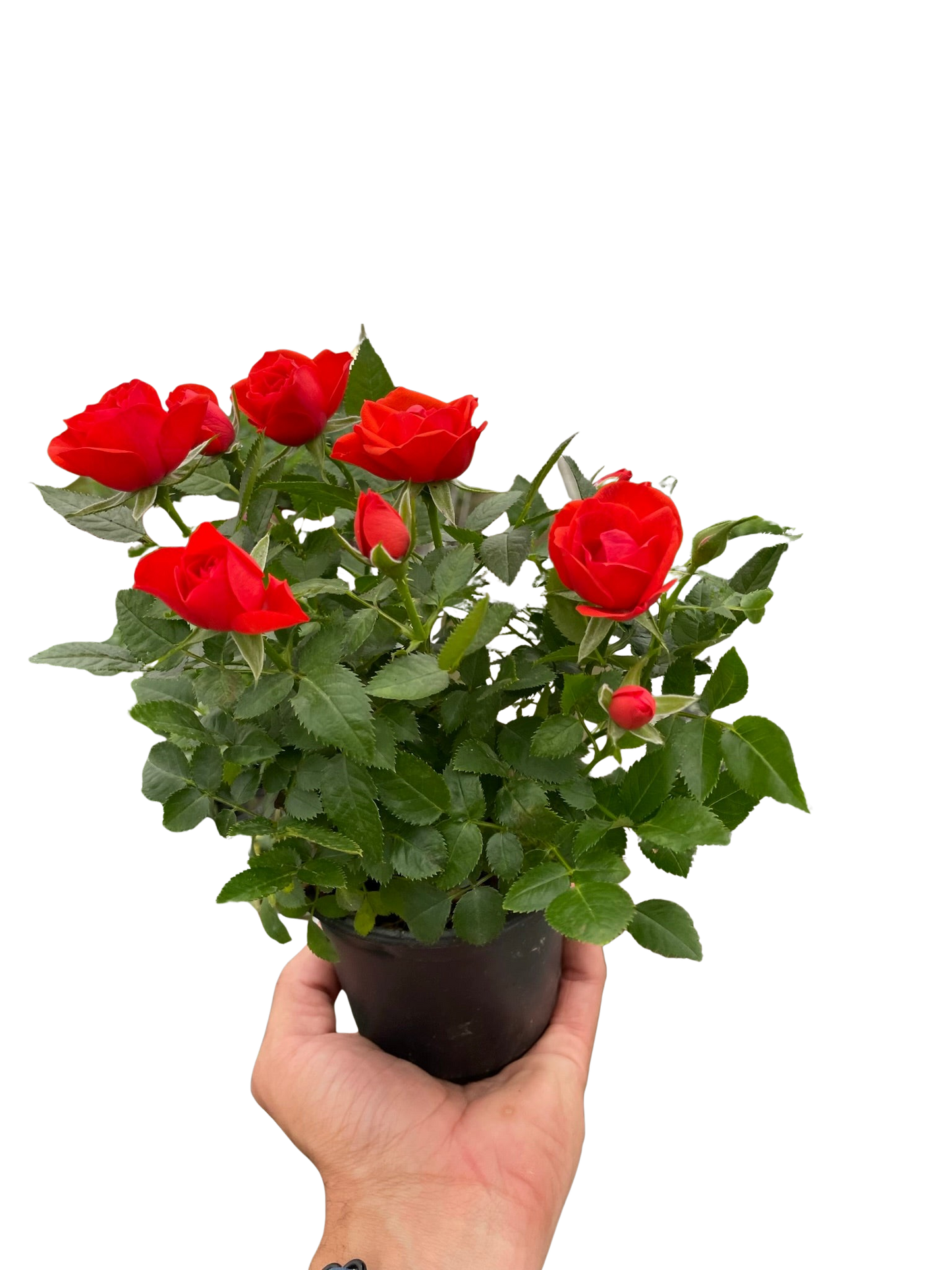 Mini Rose Bush 4" potted plant
