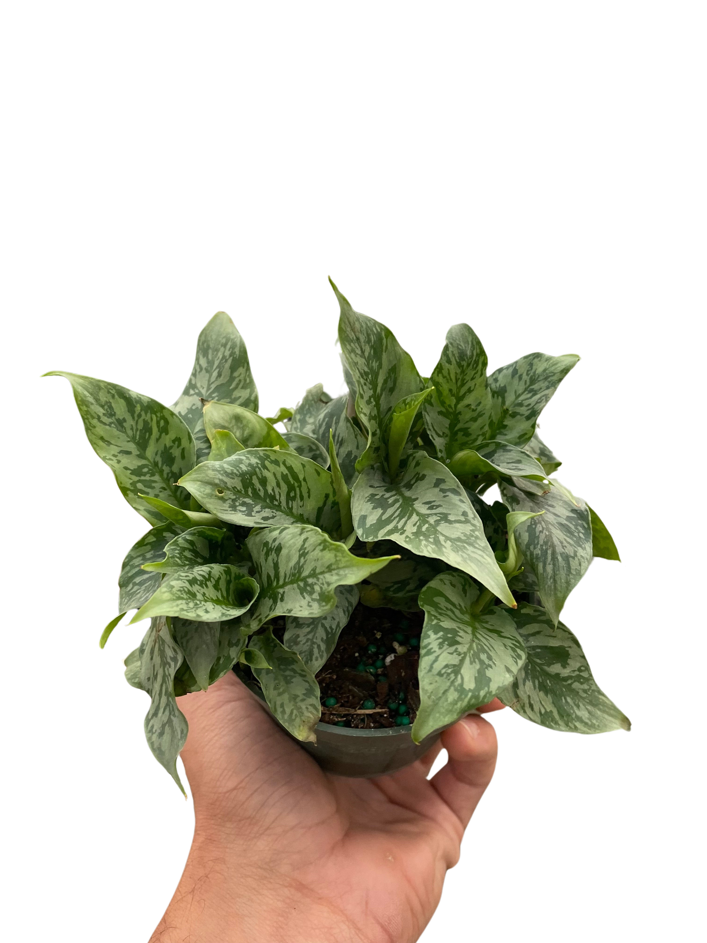Schismatoglottis 'Thailand' potted plant
