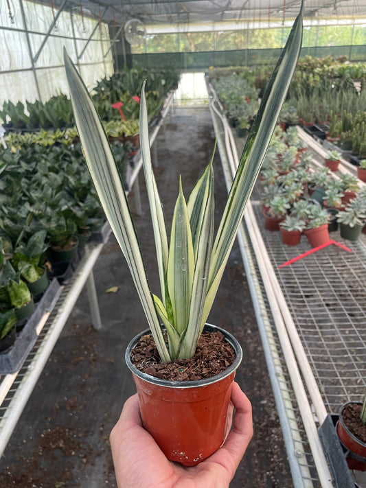 Snake 'Bantel's Sensation' potted plant