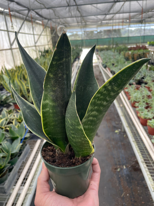 Snake 'Fabi' potted plant