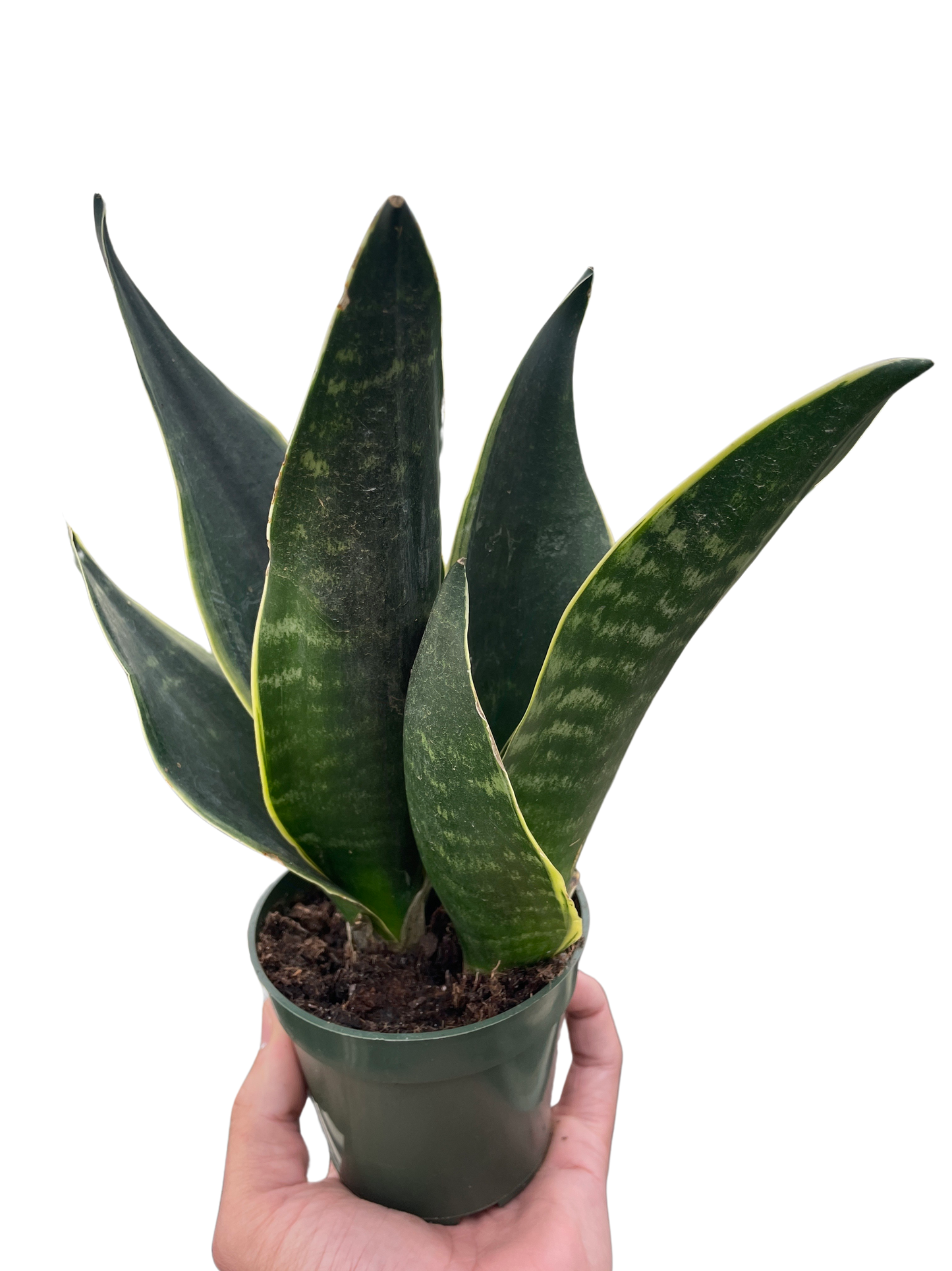 Snake 'Fabi' potted plant