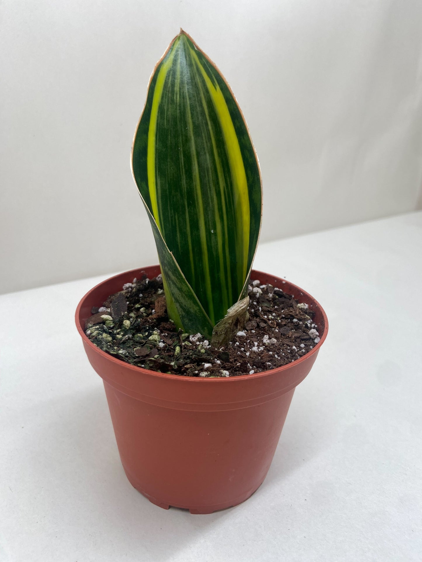 Variegated Shark Fin Snake Plant potted plant