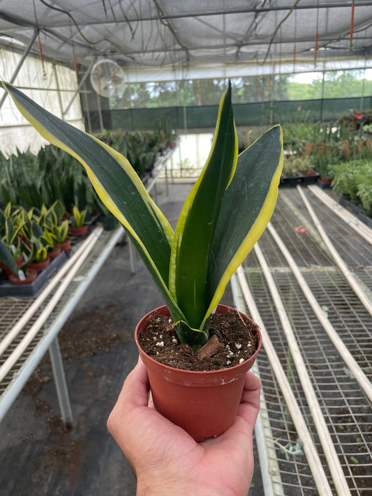 Snake Trifasciata Black Gold potted plant