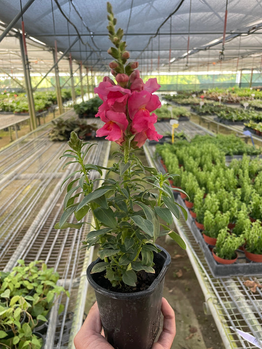 SnapDragon potted plant