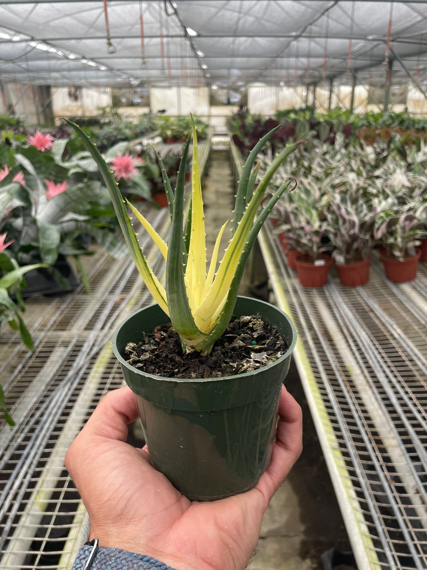 Succulent Aloe Solar Flare potted plant
