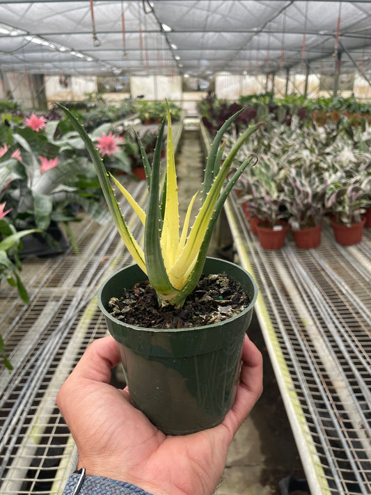 Succulent Aloe Solar Flare potted plant