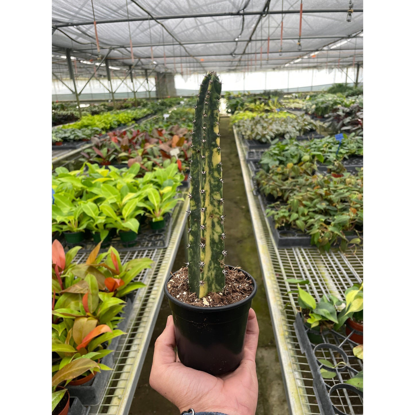 Variegated Blue Candle Cactus potted plant