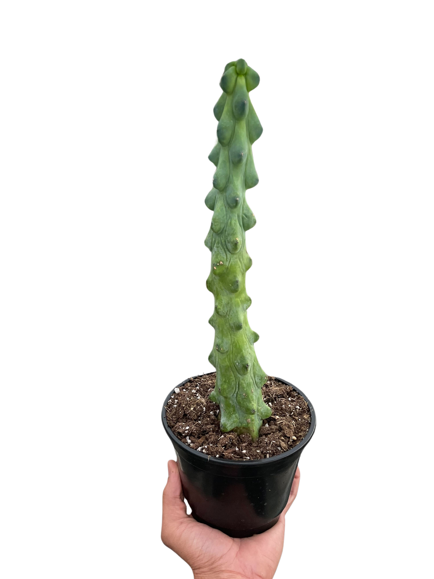 Boobie Cactus potted plant