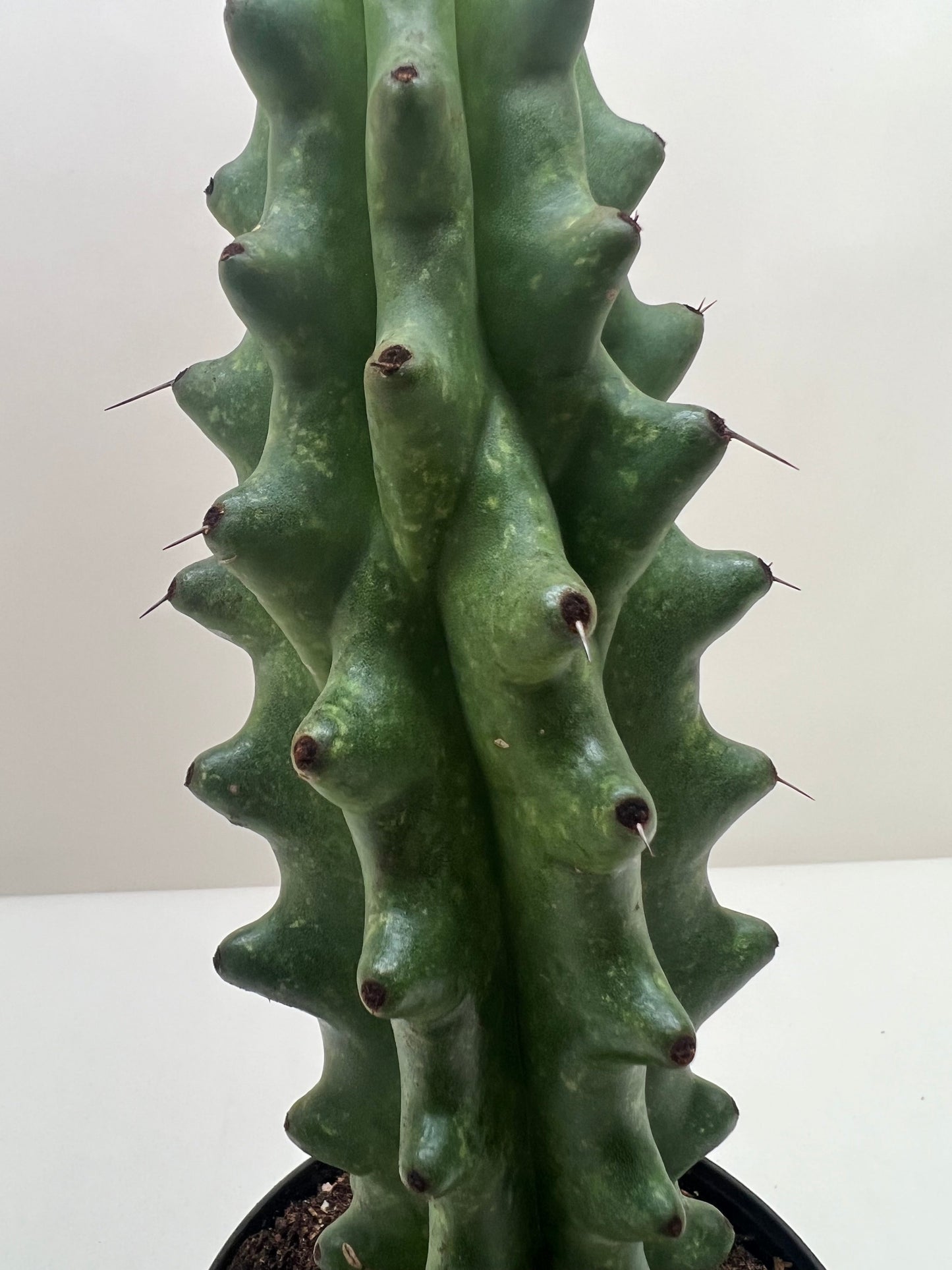 Succulent Cactus Ghost White Boobie potted plant