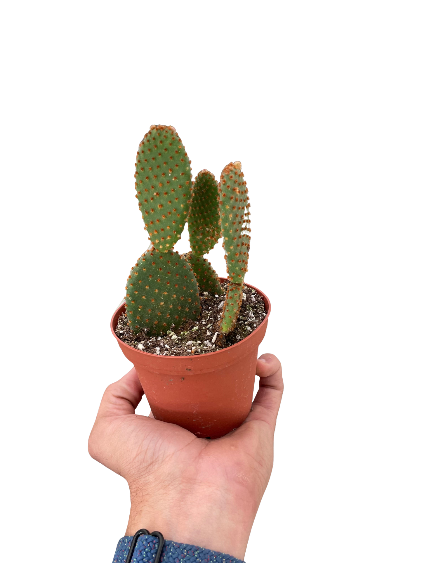 Opuntia 'Microdasys' (Bunny Ear Cactus) potted plant