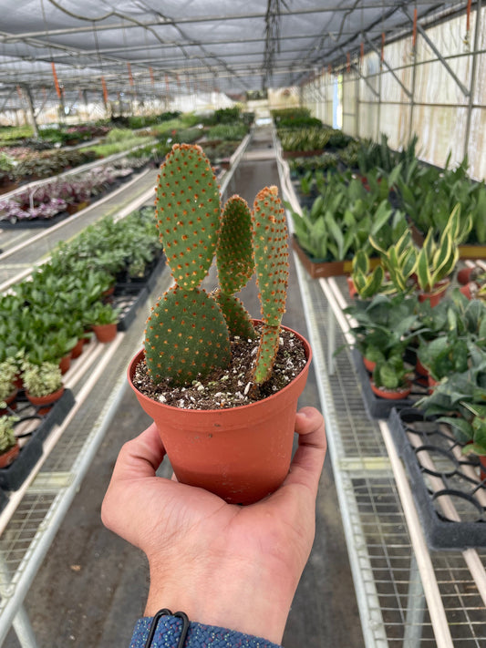 Opuntia 'Microdasys' (Bunny Ear Cactus) potted plant