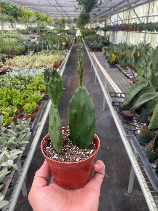 Succulent Prickly Pear Cactus 4" potted plant
