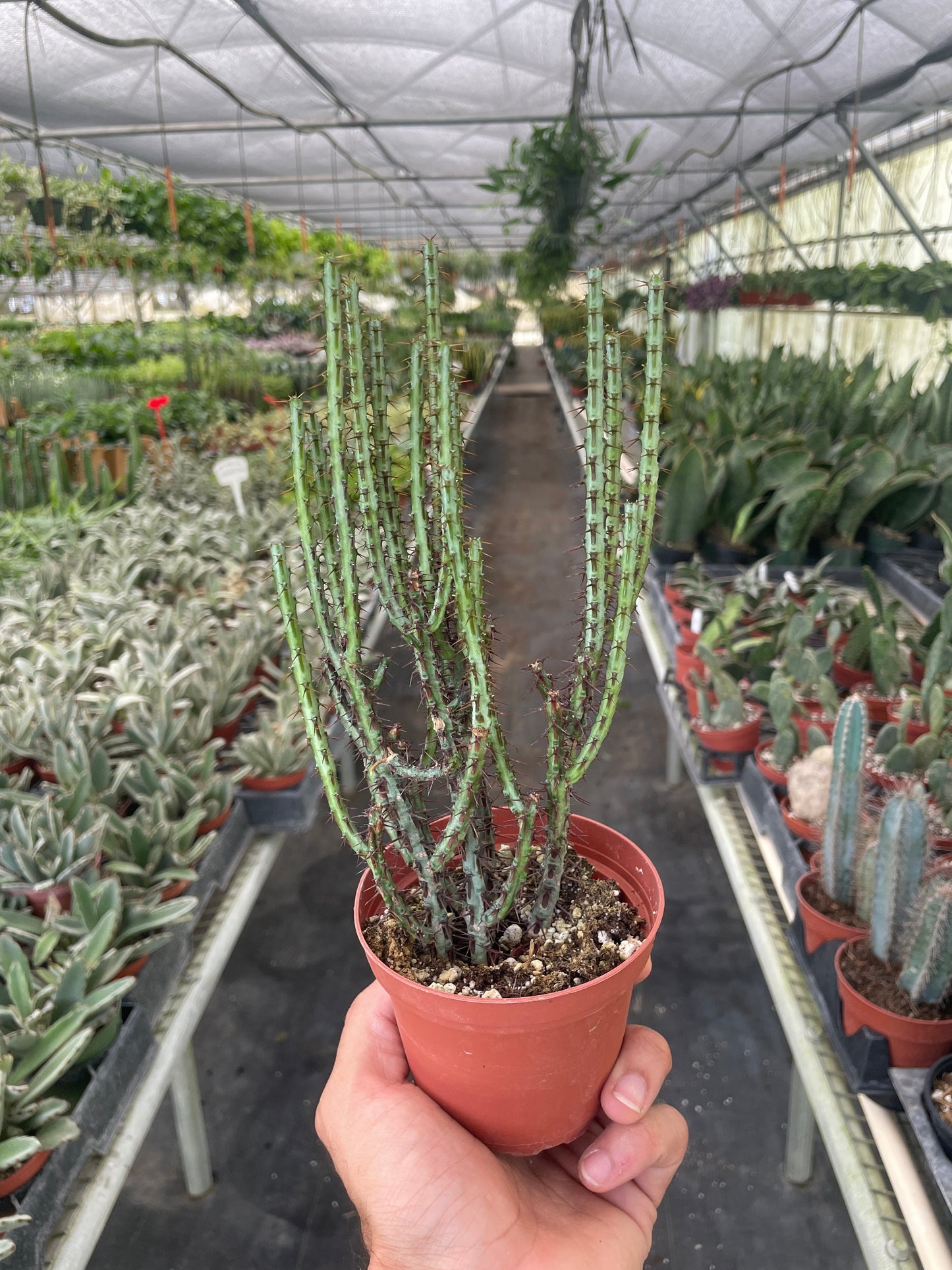 Succulent Euphorbia Aeruginosa 4" potted plant