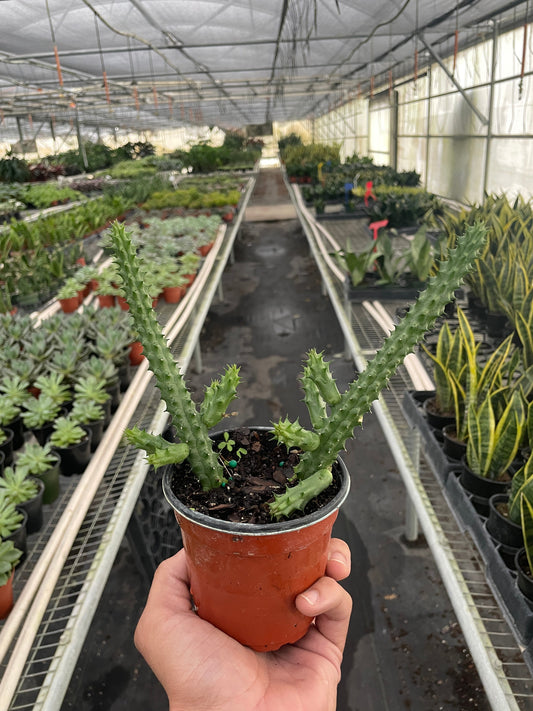 Red Dragon Flower (Huernia schneideriana) potted plant