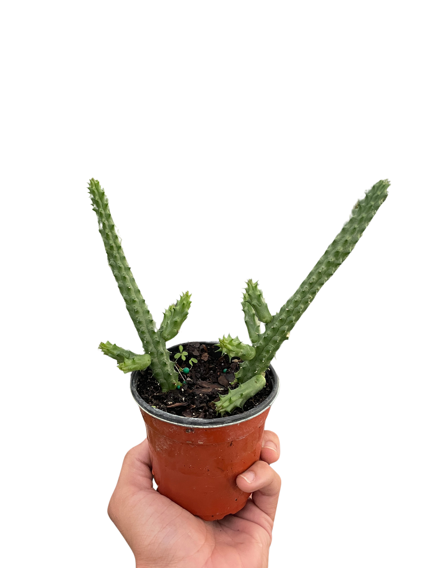 Red Dragon Flower (Huernia schneideriana) potted plant