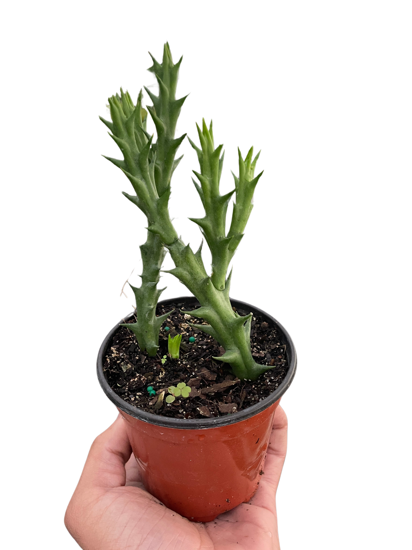 Starfish Cactus (Stapelia orbea variegata) potted plant