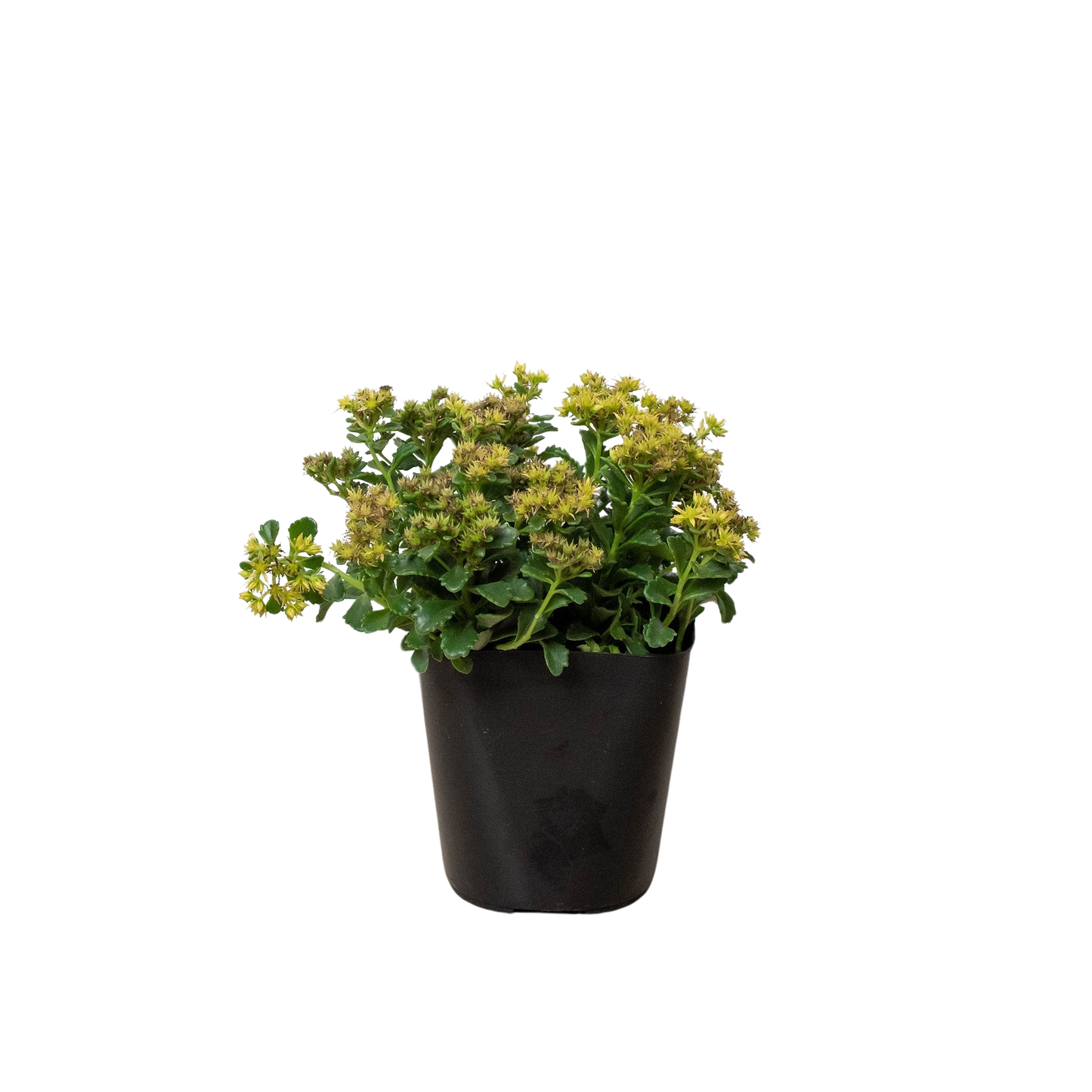 Sedum Little Miss Sunshine potted plant