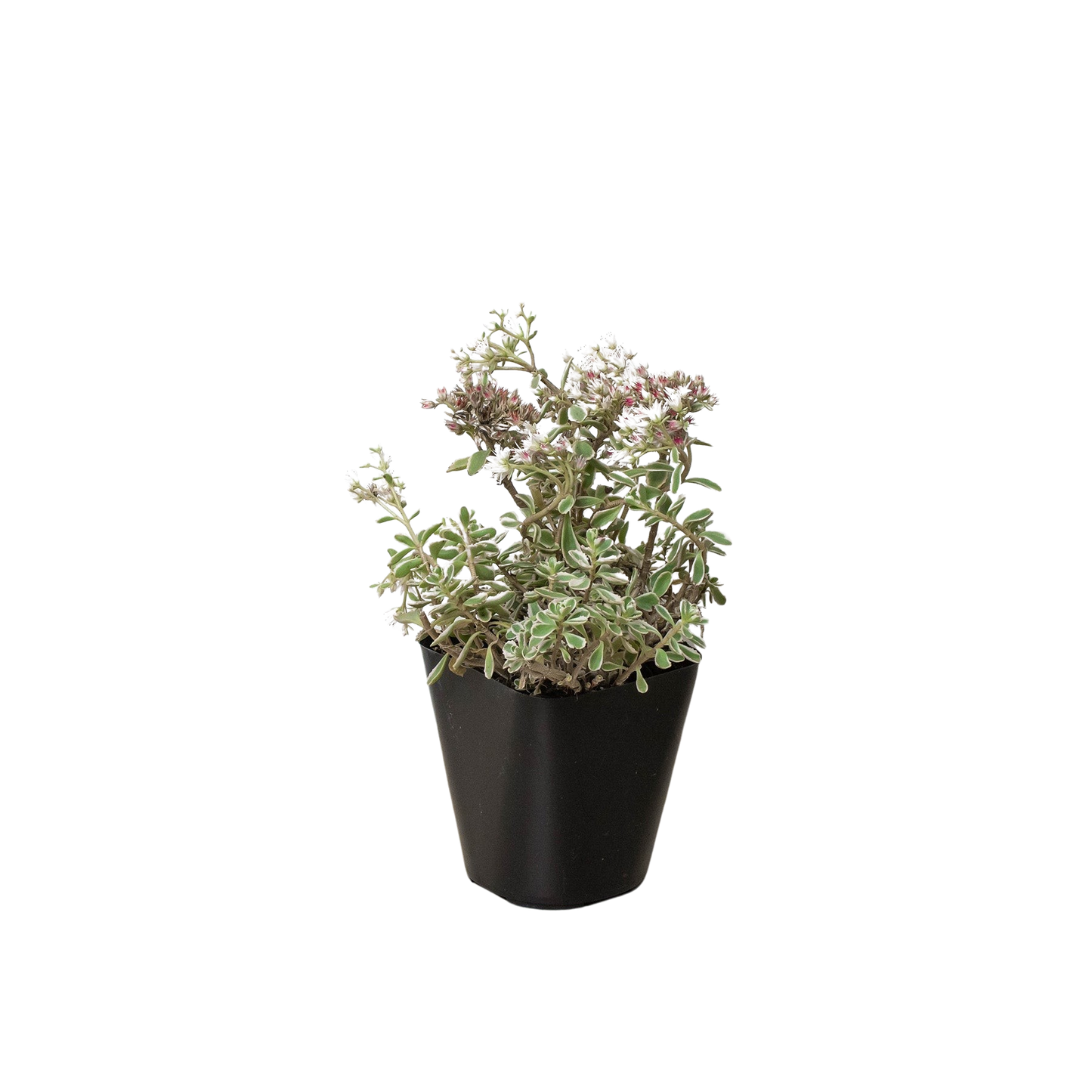 Sedum Tricolor potted plant