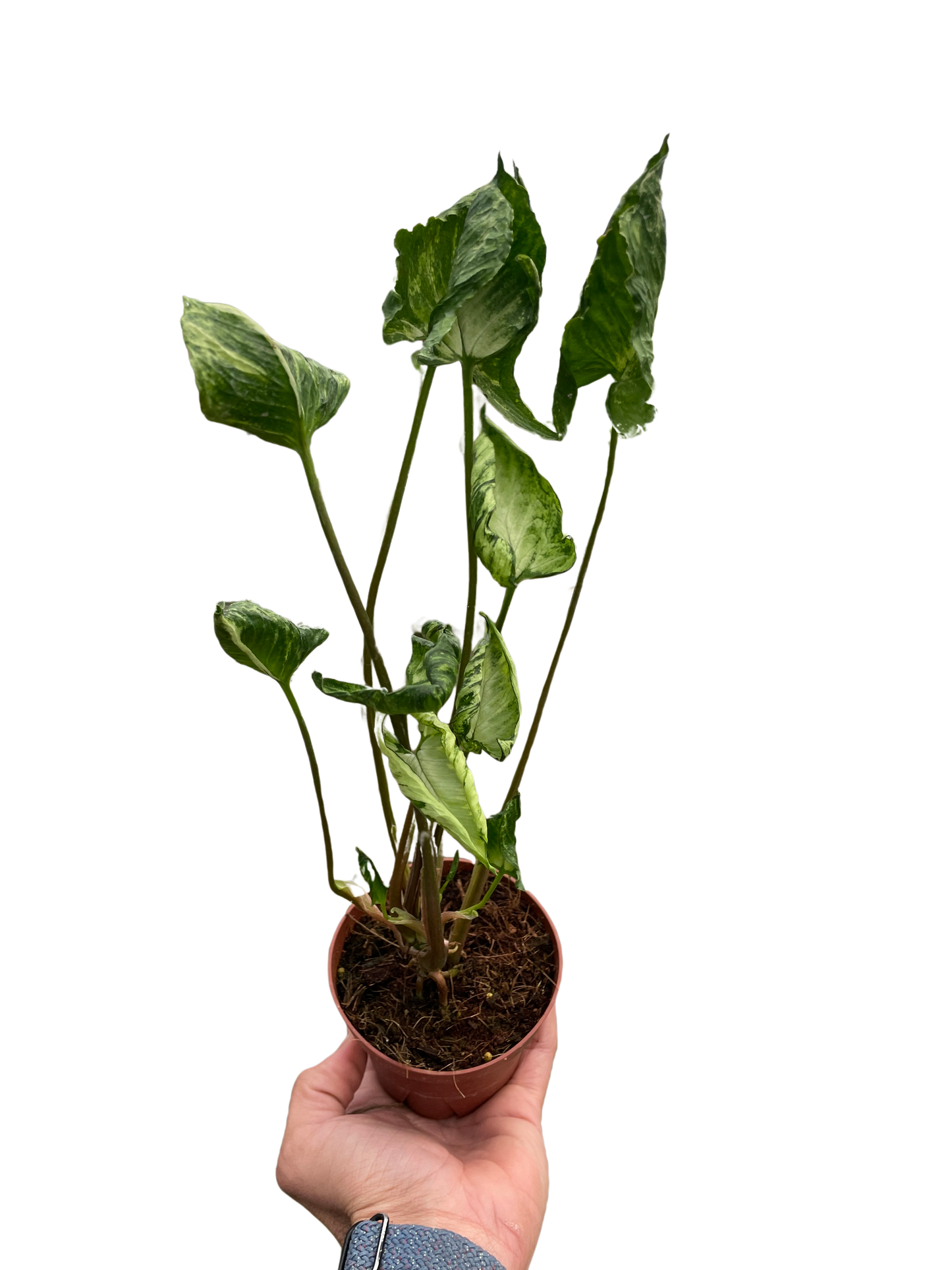 Syngonium 'Godzilla' potted plant