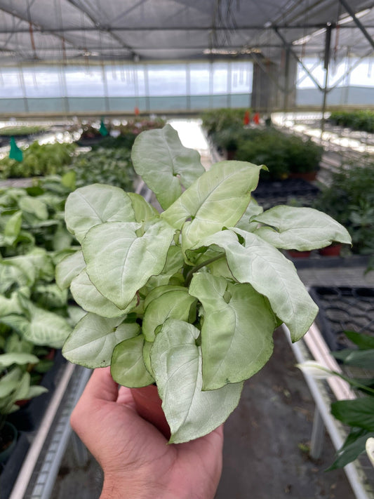 Syngonium 'Moonshine' 4" potted plant
