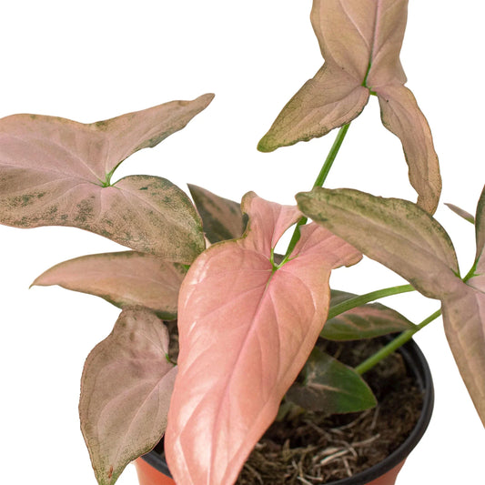 Syngonium 'Pink Splash' 4" potted plant