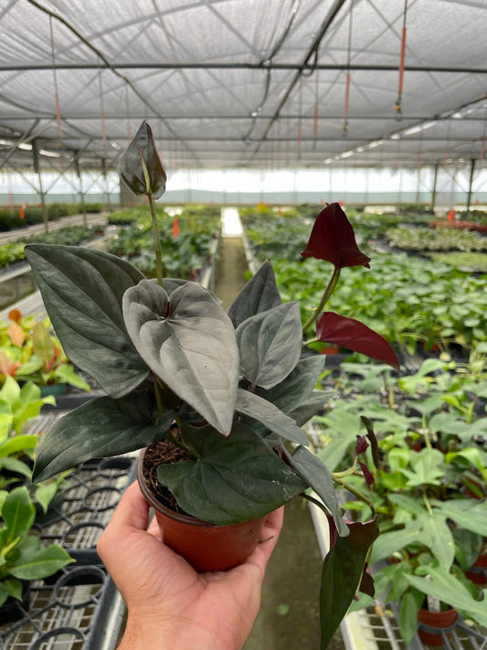 Syngonium 'Red Arrow' potted plant