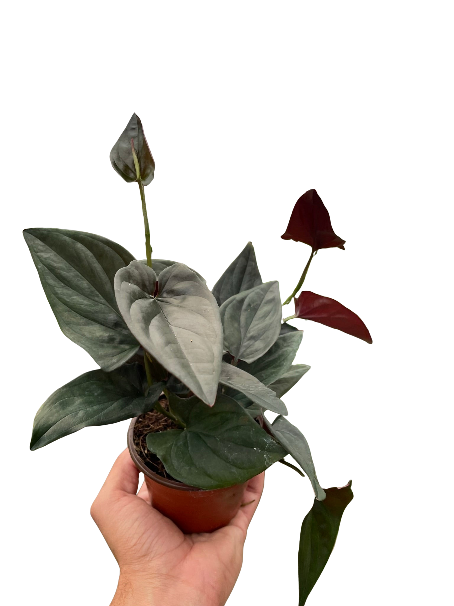 Syngonium 'Red Arrow' potted plant