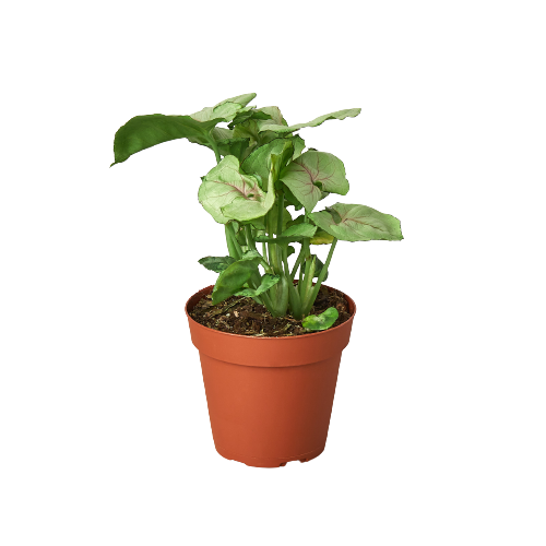 Syngonium Roxanna 4" potted plant