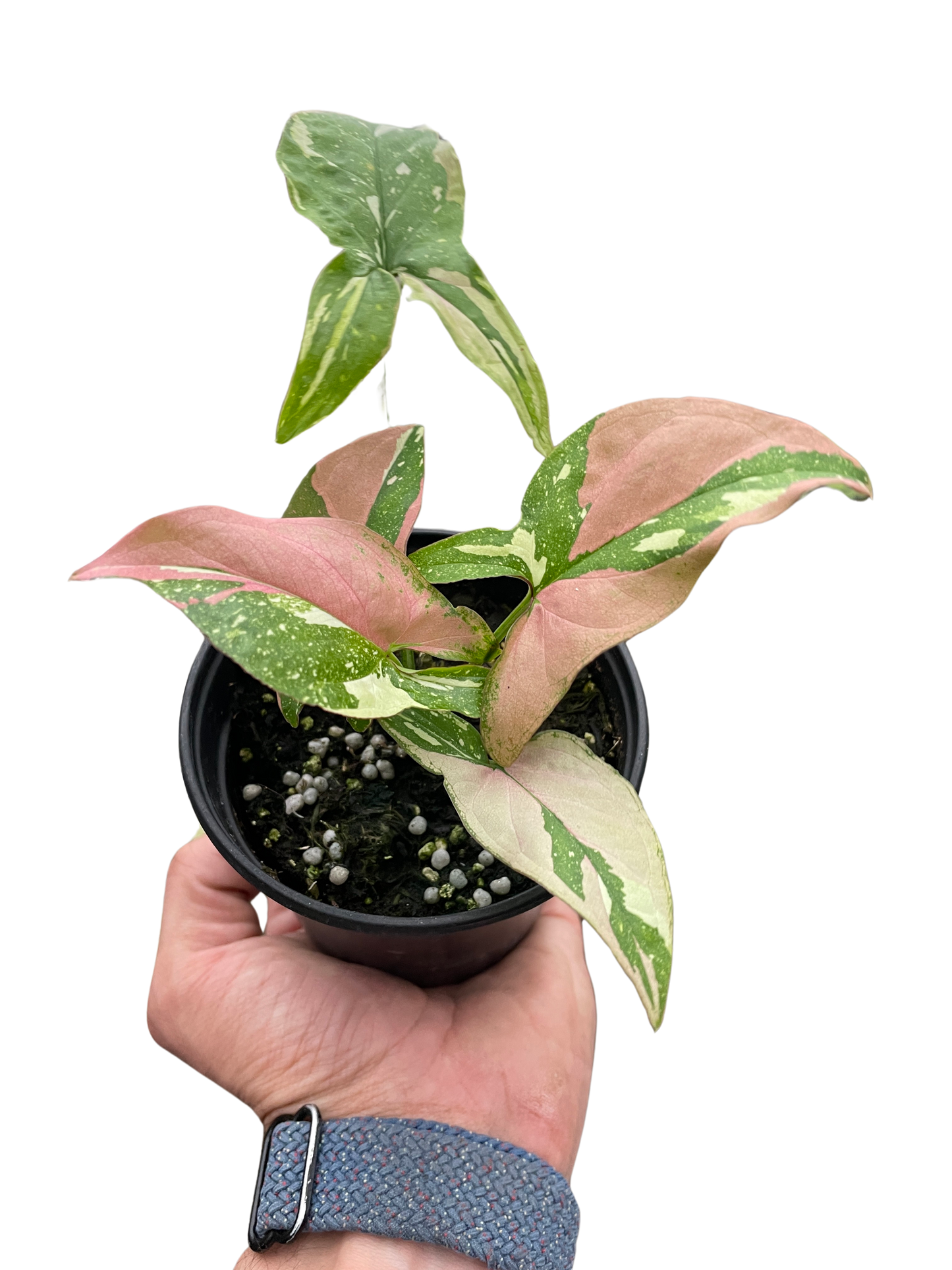 Syngonium 'Tricolor' 4" potted plant