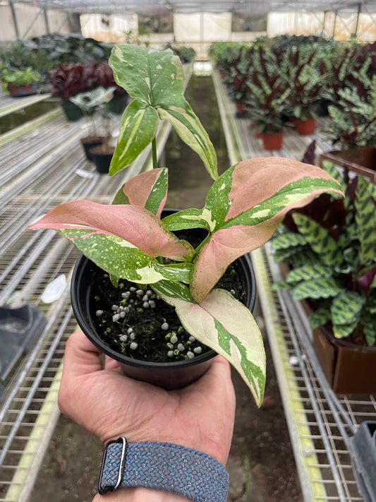 Syngonium 'Tricolor' 4" potted plant