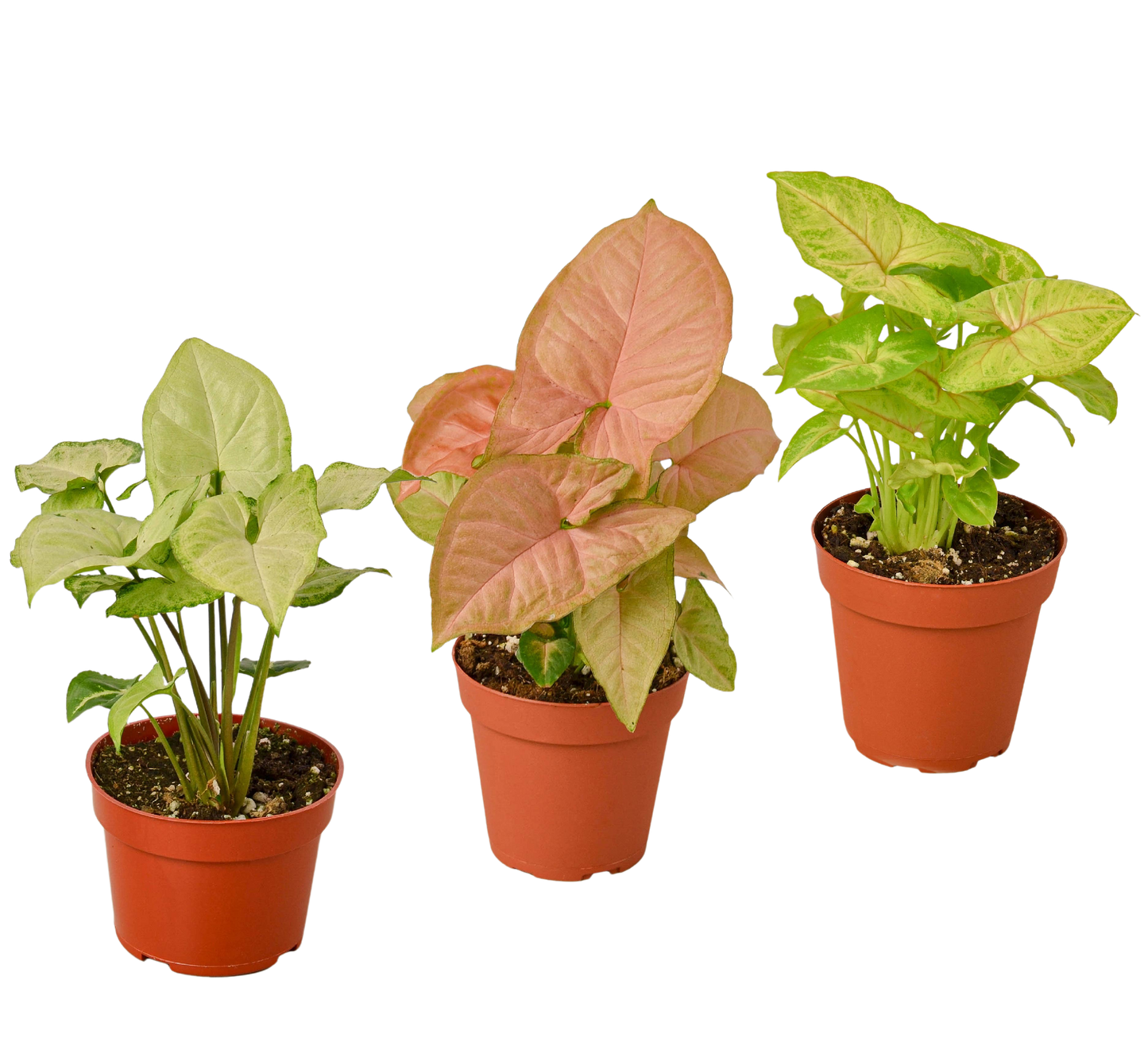 3 Different Syngonium Plants 4" potted plant