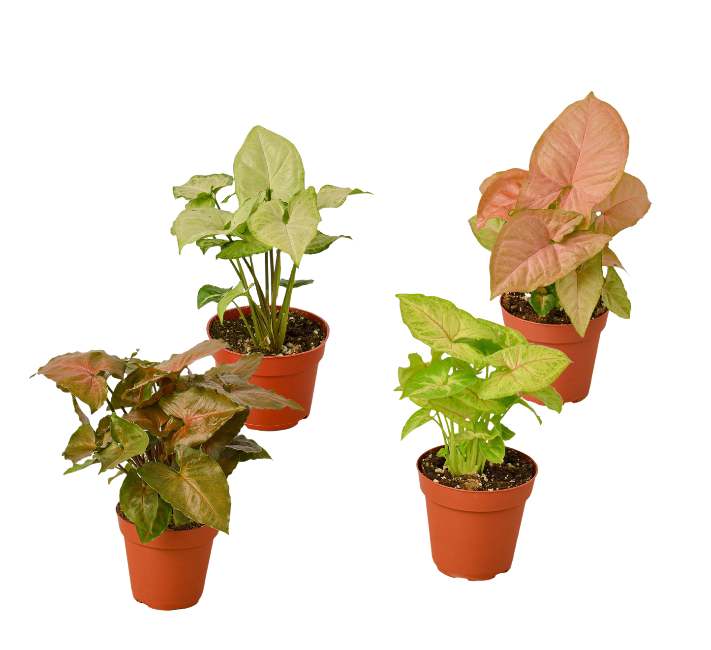 4 Different Syngonium Plants 4" potted plant
