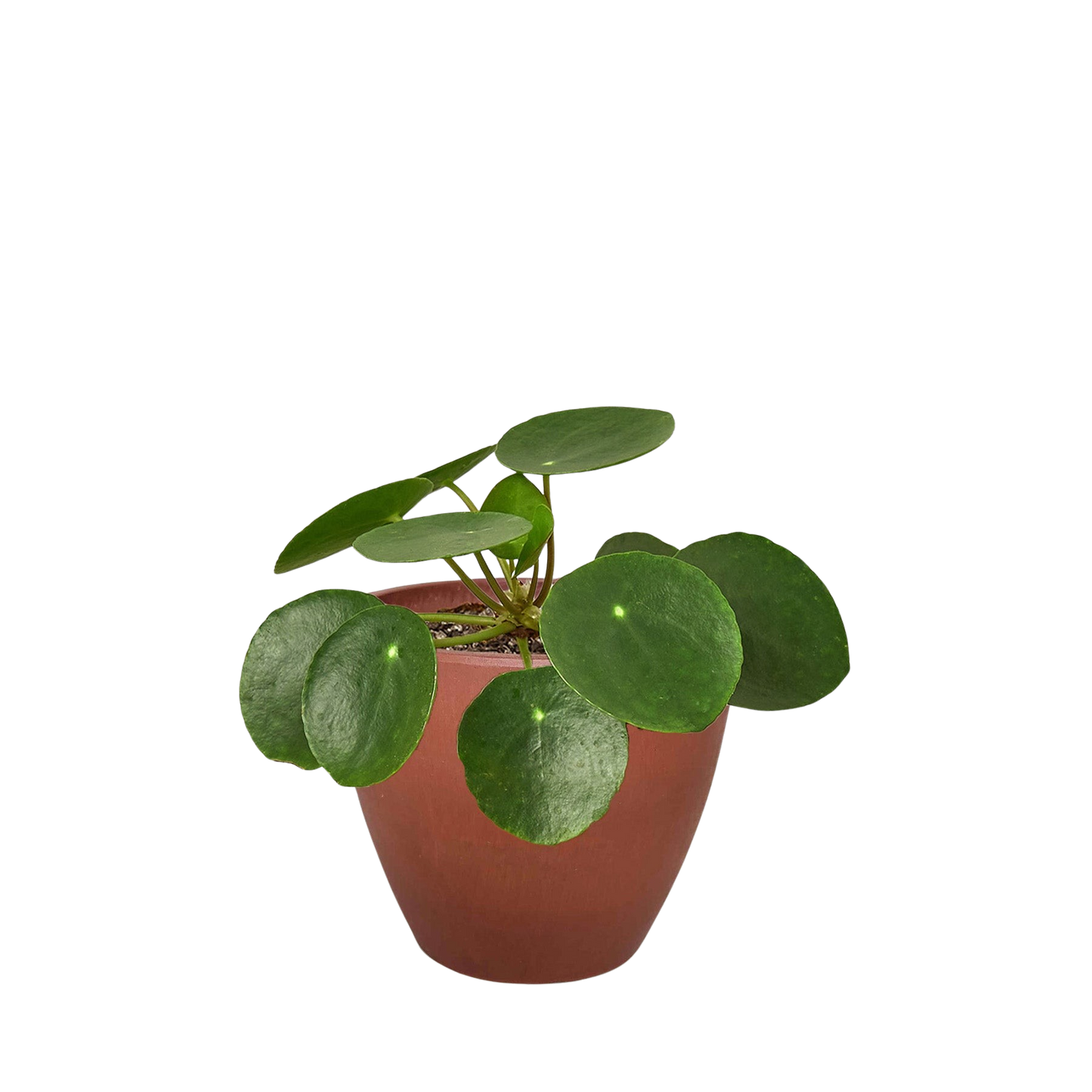 Pilea Peperomioides 'Chinese Money' potted plant