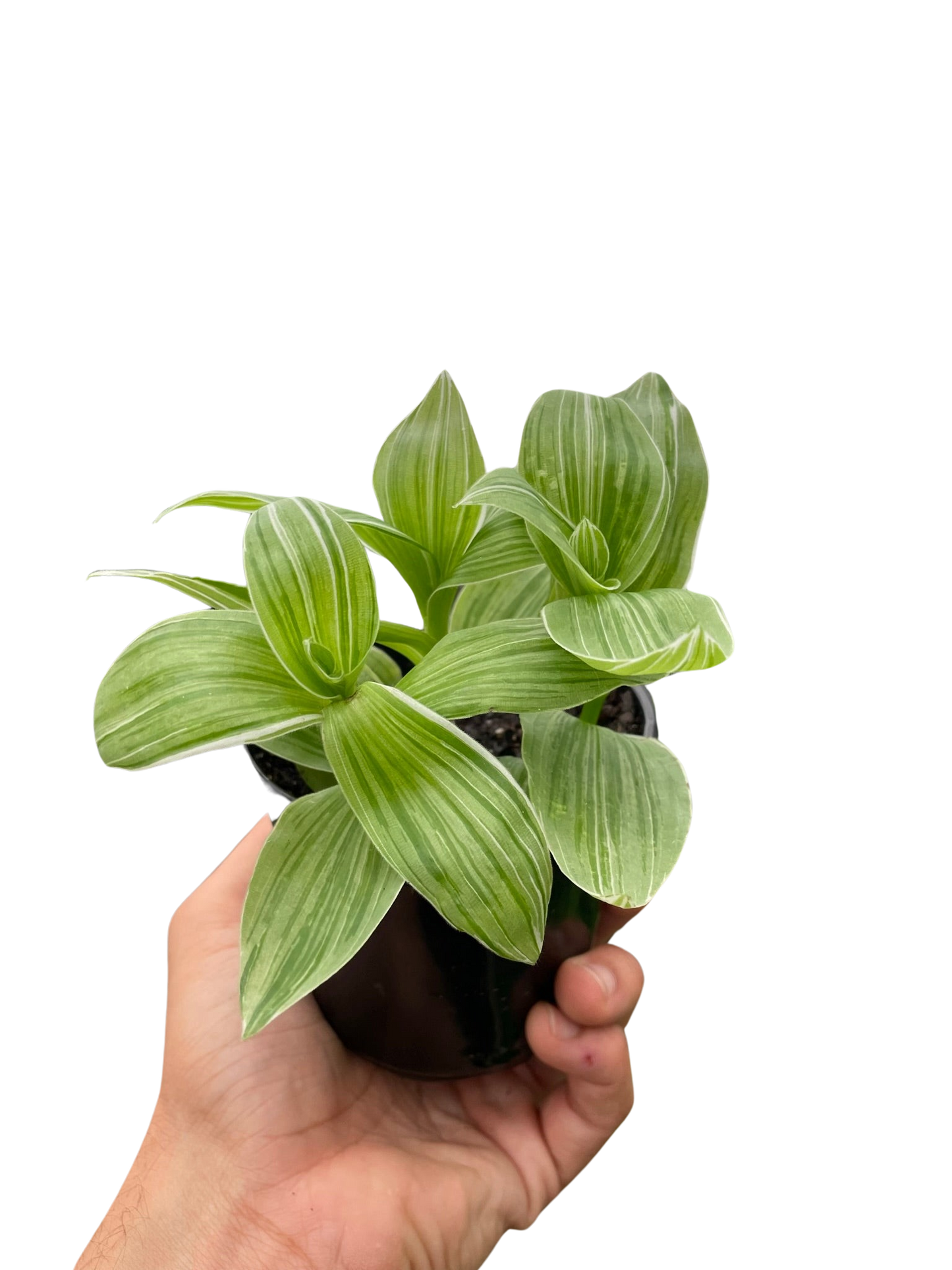 Tradescantia 'Sanna' potted plant