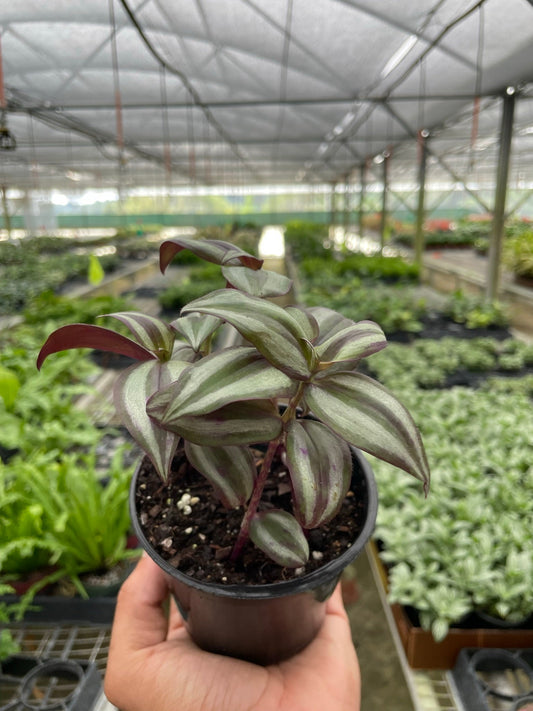 Tradescantia Zebrina 'Wandering Dude' potted plant