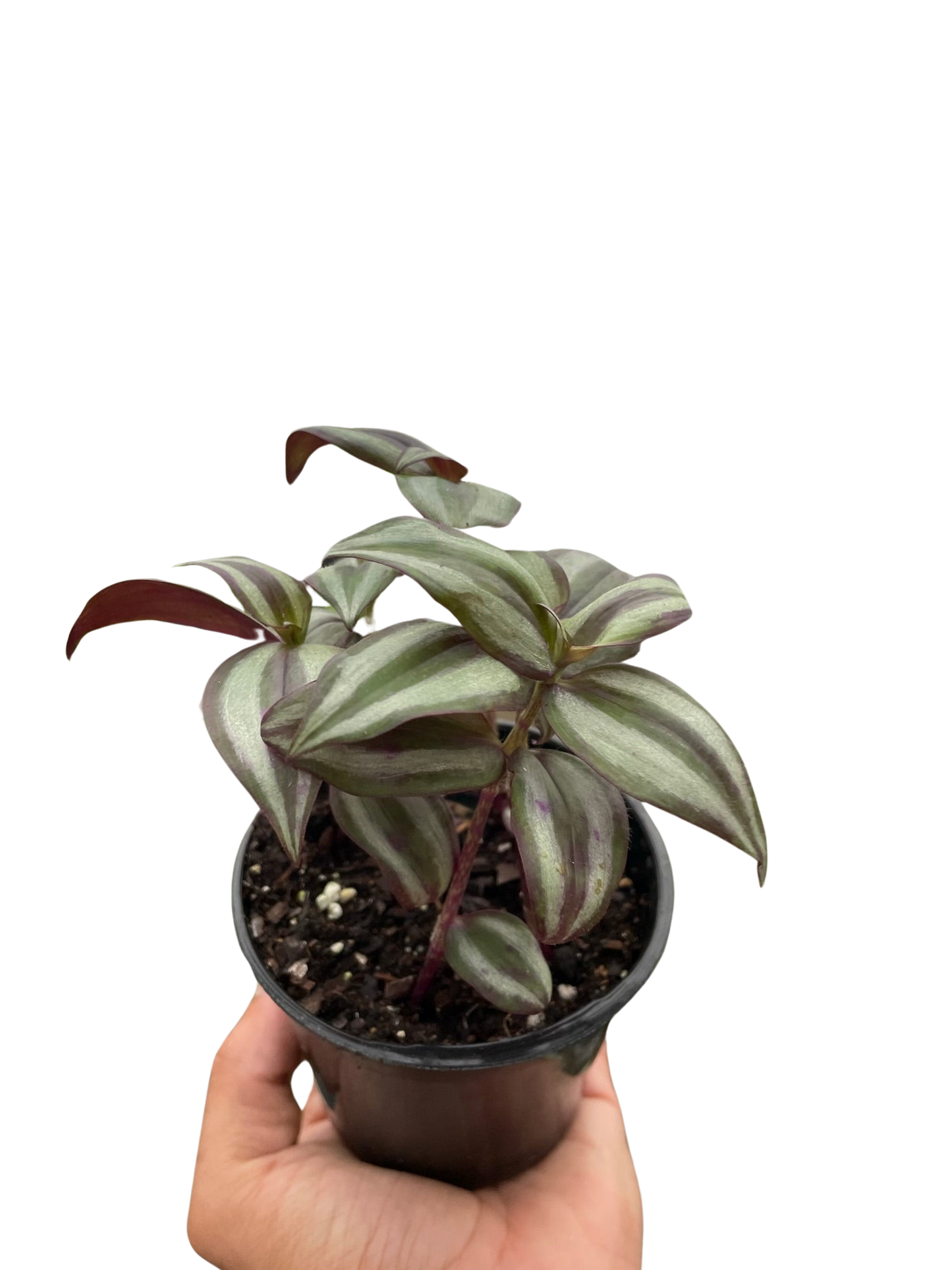 Tradescantia Zebrina 'Wandering Dude' potted plant
