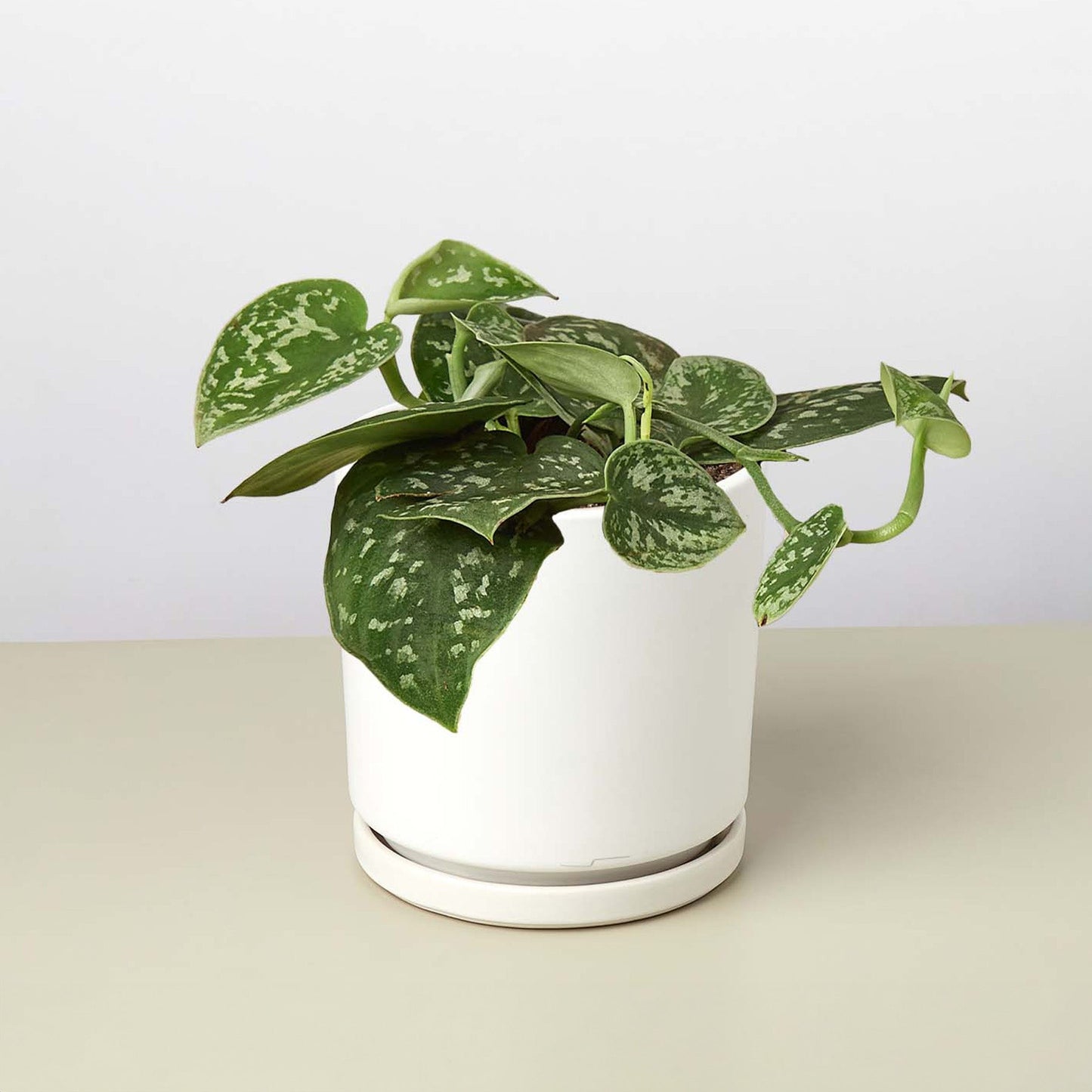 Pothos 'Satin' potted plant