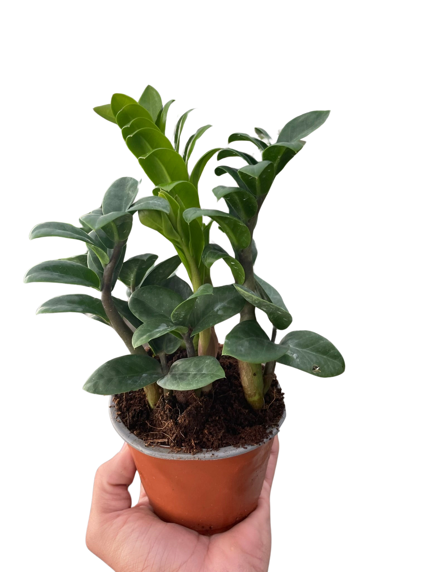 Zamioculcas zamiifolia 'Zenzi' potted plant