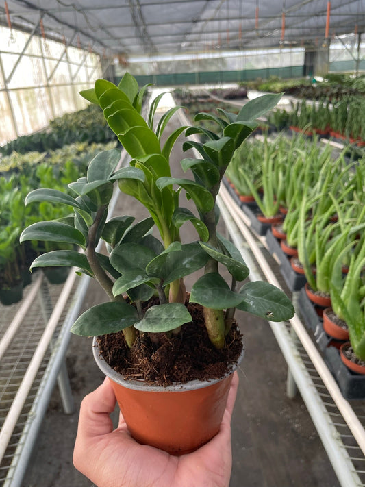 Zamioculcas zamiifolia 'Zenzi' potted plant