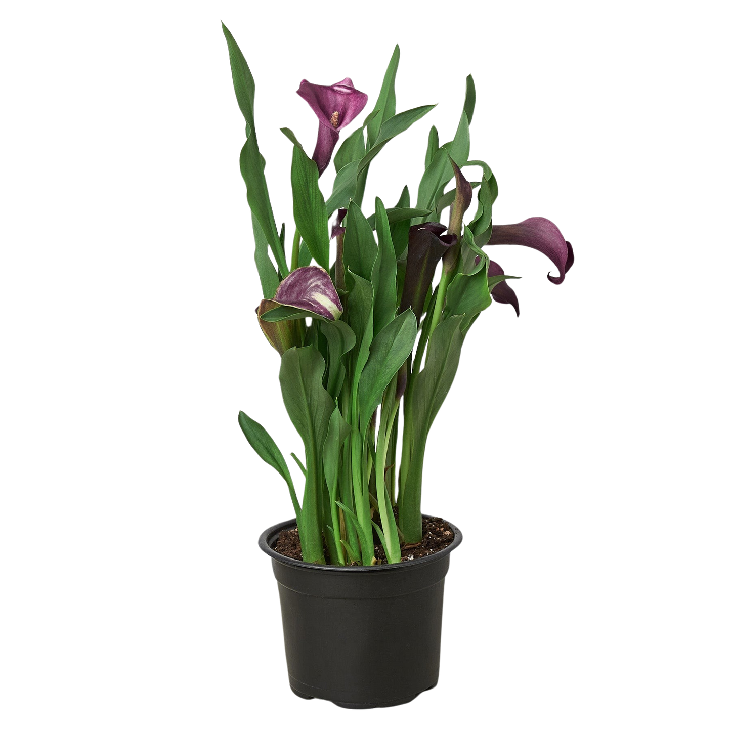 Calla Lily 6" potted plant